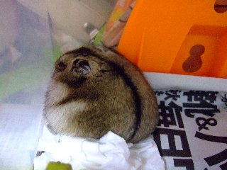 '07 blog用 0333.jpg
