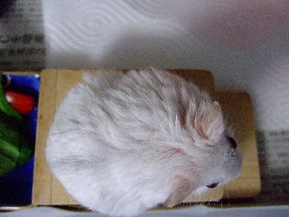 '07 blog用 0385.jpg