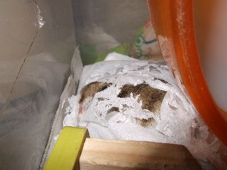 '07 blog用 0411.jpg