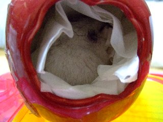 '08 blog用 0118.jpg