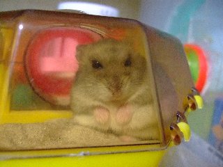 ほひっ
