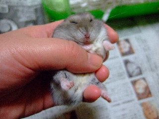 ぼけぇ・・・