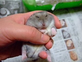 ぼけぇ・・・