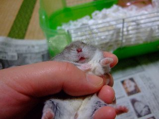ぼけらぁ