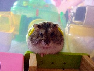 きゅうくつ