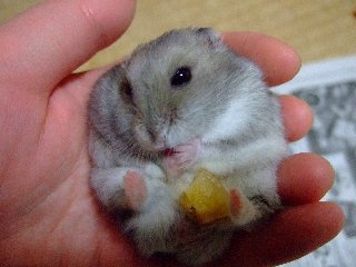 ちろり