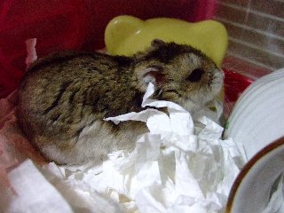 ぼぉ