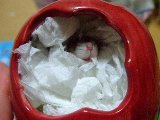 鼻口ライン