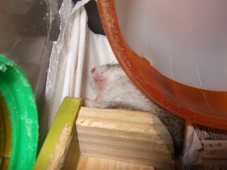 すぴぴ