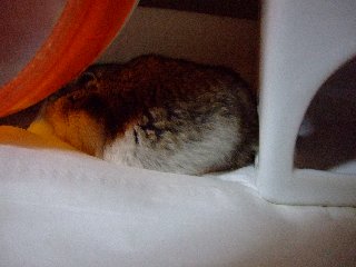 眠いの・・・・