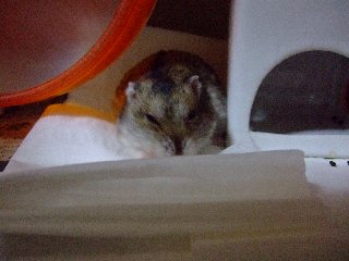 だから、眠いの!!