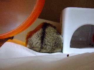 (= ̄  ̄=) Zzzz・・・