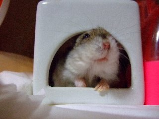 かわいい