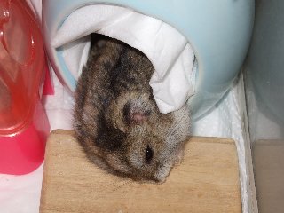 ネムゥ・・・