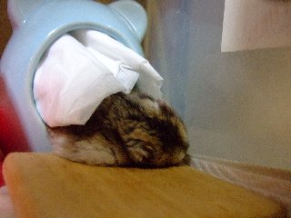 どきっどきっ1