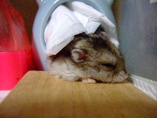 どきどきっ2