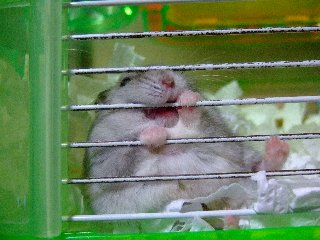 おーいってば!