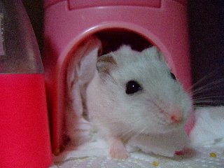 にゅ~~
