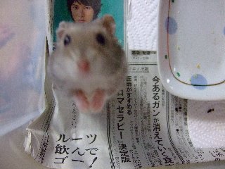 何でちゅか(すず)