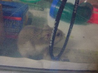 ちがうの?