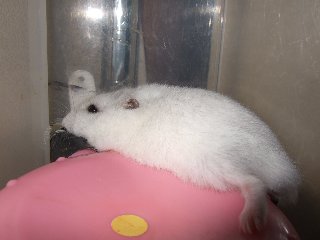 カジカジカジ