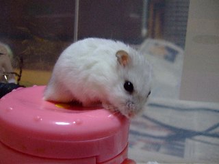 こうなったら