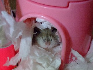 まだ眠い