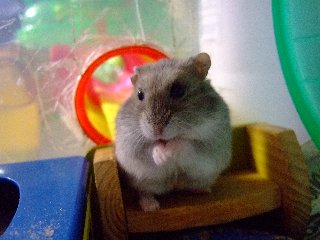 マグマグ