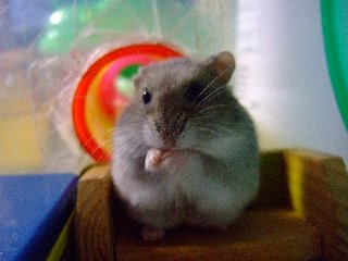 マグマグマグ