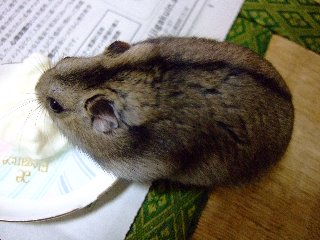 デカッ