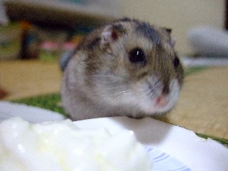 ごち