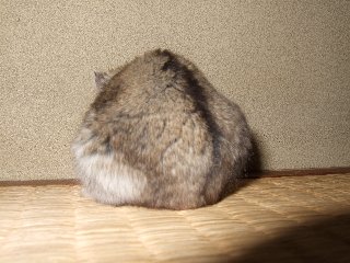 クシクシ中