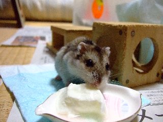 ヨーグルト大好き